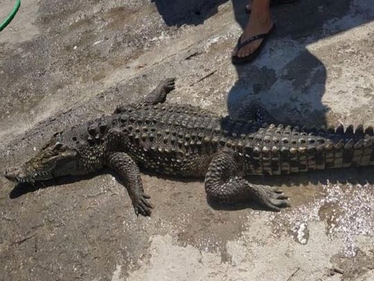 Діставали сітками: стала відома доля крокодила, який невідомо звідки з'явився на Арабатці