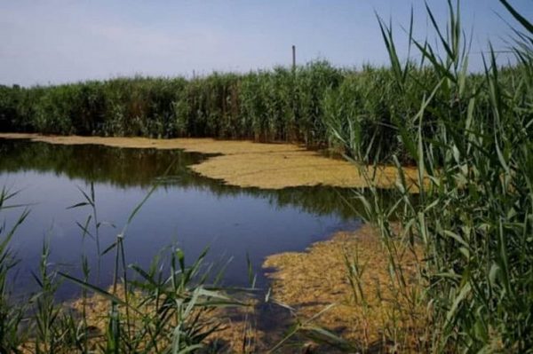 У Київраді не підтримали популістську ініціативу Кулеби про присвоєння озеру Вирлиця статусу заказника