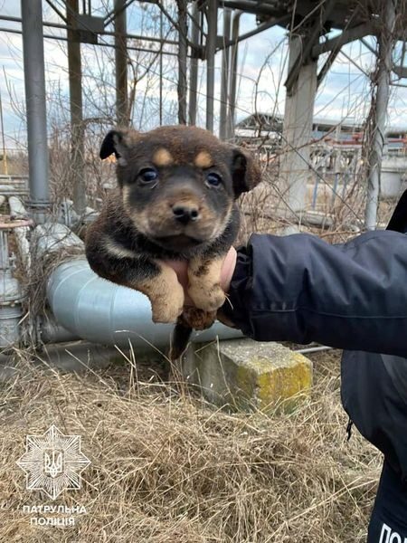 На Слободке спасли упавшего в четырёхметровую яму щенка  