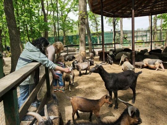 Хижаків доведеться приспати: ситуація в&nbsp;екопарку під Харковом критична через постійні обстріли рашистів