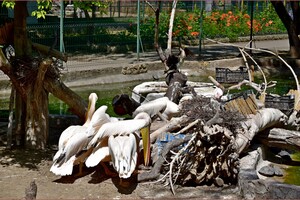 Мероприятия и новые пополнения: как живет одесский зоопарк во время войны