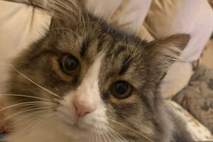 Ночная атака БпЛА: беспилотник уничтожил дом директора Одесского зоопарка (обновлено)