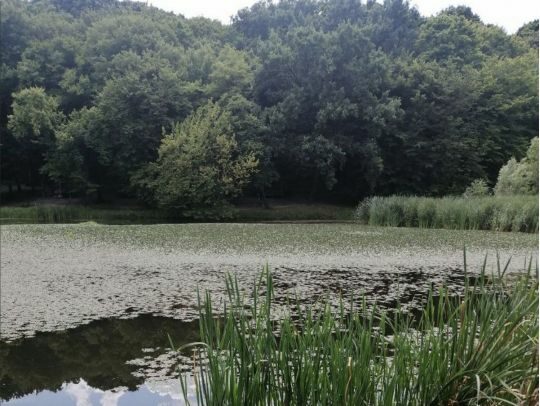 Ракам варто зосередитись на&nbsp;практичних питаннях, а&nbsp;Дівам позбутися зайвого: гороскоп на&nbsp;понеділок, 21 липня