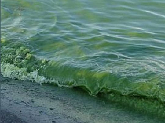 В&nbsp;Одесі &laquo;зацвіло&raquo; море: екологи розповіли, чим це&nbsp;небезпечно для здоров'я відпочиваючих