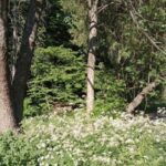 Тепло повертається до України: де до кінця першого тижня червня буде навіть спекотно